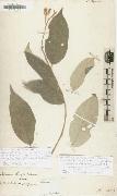 Alexander von Humboldt Solanum citrifolium oil